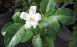 Murraya-paniculata-Himalayan-flower