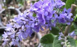 Petrea-volubilis-small-leaf-30