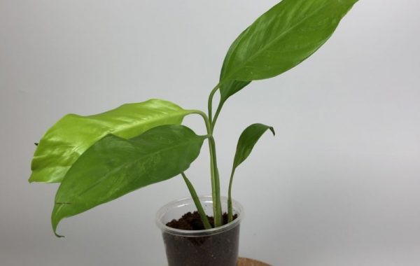 Spathiphyllum Silver and Gold sample 40