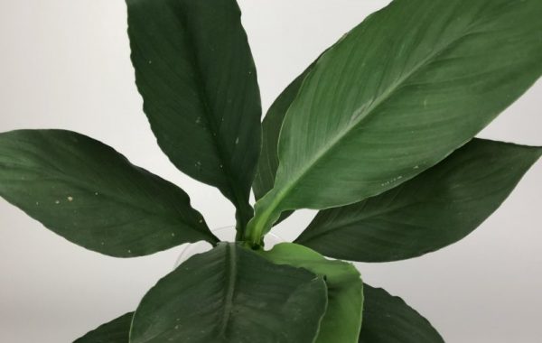 Spathiphyllum cochlearispathum ‘Sunny Sails’ (green form) #1 35