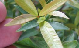 Syzygium-paniculatum-small-leaf-23