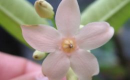 Wrightia-soft-pink-flower-Natural-hybrid-between-W.-coccinea-x-W.-religiosa-35