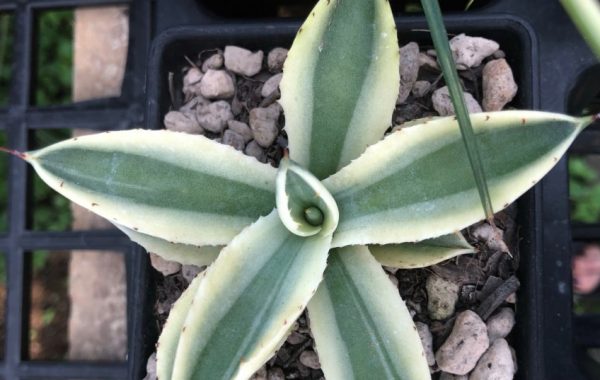 agave Super Crown 75