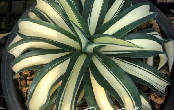 agave desmettiana galactic white mediopicta