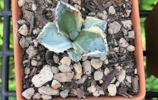 agave isthmensis kabutogani marginata 75