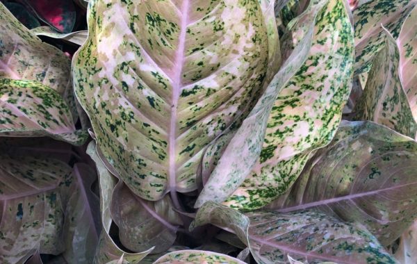 aglaonema Frosted Miracle 40