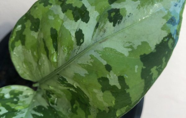 aglaonema pictum tricolor silver center 100