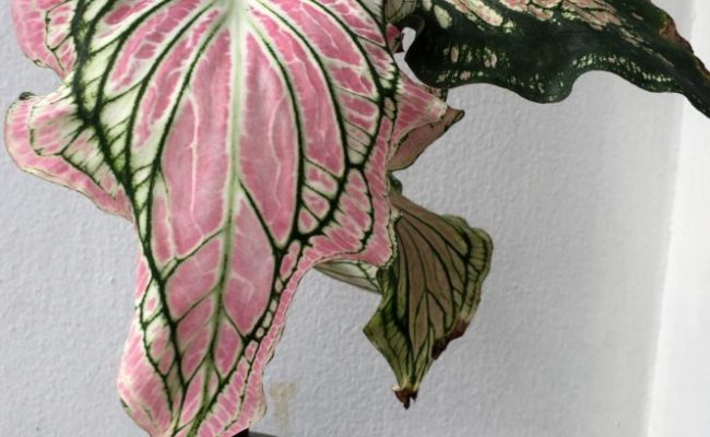 caladium-Hok-Long-20