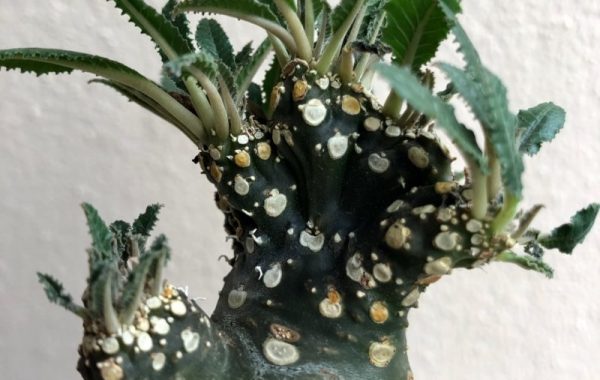 dorstenia crispa cristata 40