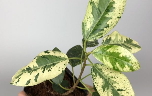 ficus sp (P2) variegated№1 60