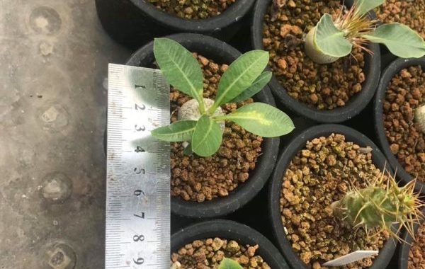 pachypodium breviucale 2 sm 130