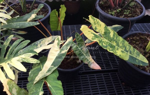 philodendron billietae variegated