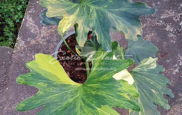 philodendron selloum #2 (se2) variegated 450