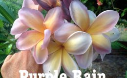 plumeria-purple-rain-30