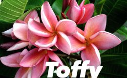 plumeria-toffy-23