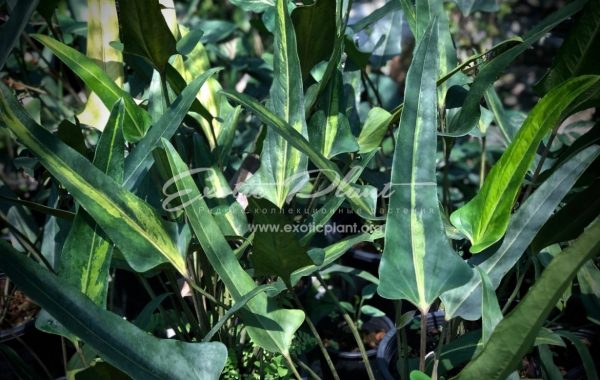 Anthurium denudatum variegated 600