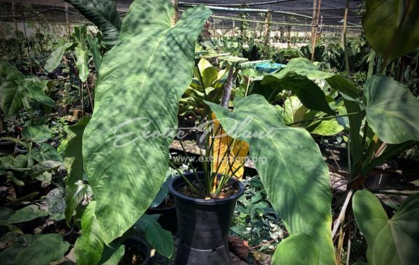 Anthurium sp (K3)