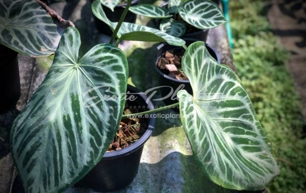 Anthurium sp (K6)