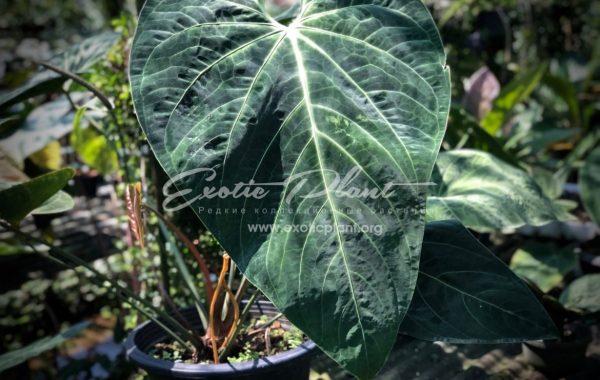 Anthurium sp (K7)