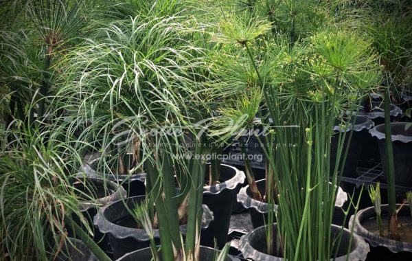 Cyperus papyrus King Tut (left) Cyperus papyrus Little Tut (right)