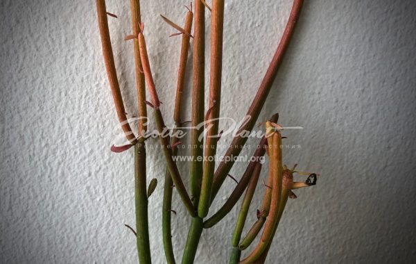 Euphorbia tirucalli cv 'Firesticks' 12