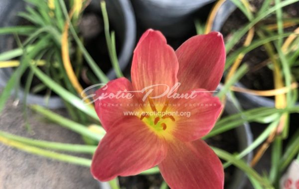 Zephyranthes cv Red Sunset 20