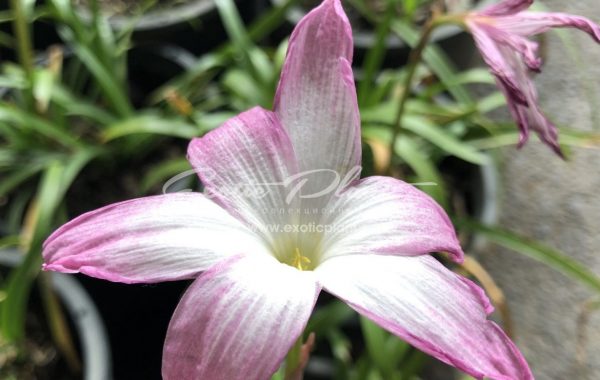 Zephyranthes cv Summer Shield 30