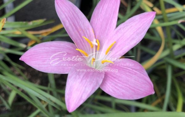 Zephyranthes cv Twinkle Pink 30