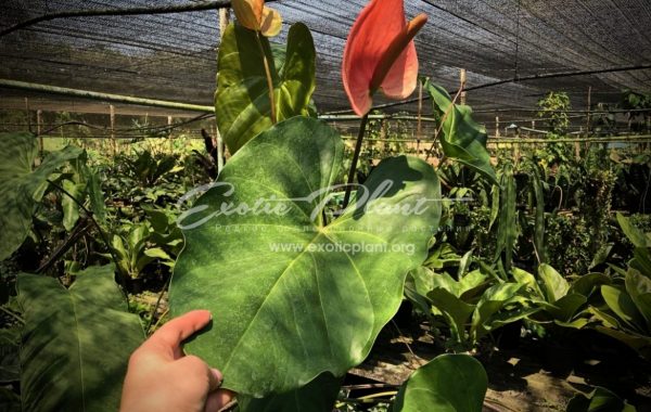 anthurium sp Giant (K1) 60