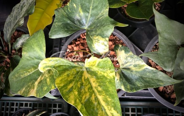 anthurium sp Pinnochio variegated