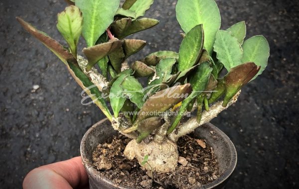 euphorbia ambovombensis 45-60