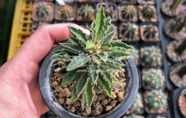 euphorbia tulearensis 45