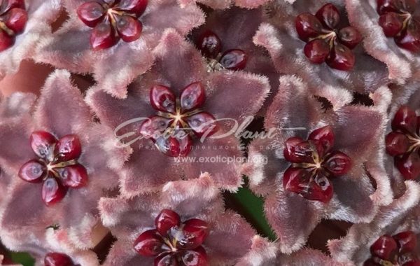 hoya globulifera Chocolate star 20