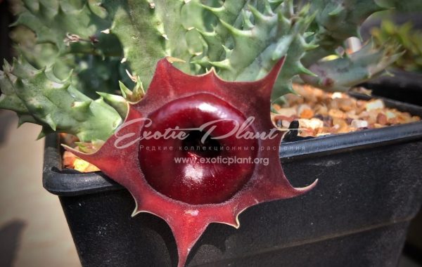 huernia cv Korat Crimson 25