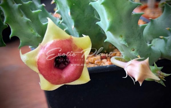 huernia cv Red Belly 25