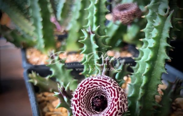 huernia cv Speckled Jim 25