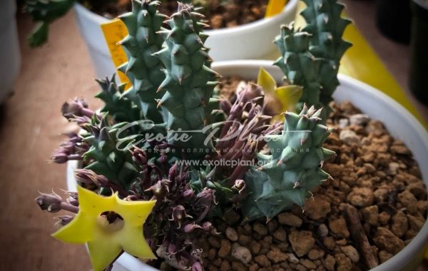 huernia primulosa 25