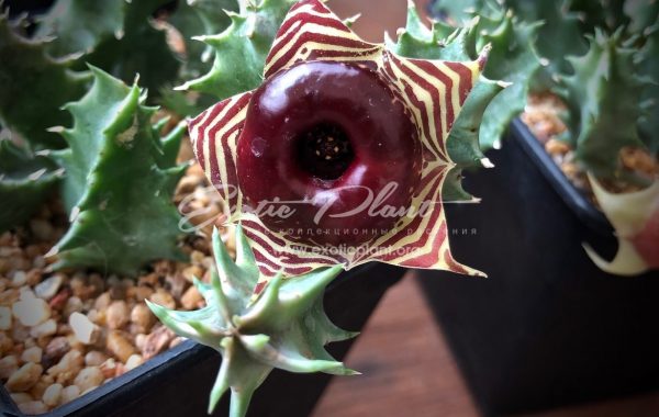 huernia zebrina var.magniflora 25