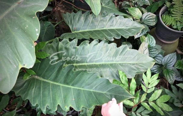 philodendron Hercules 45