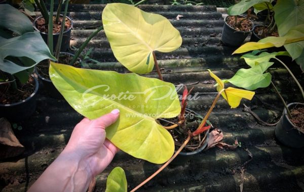 philodendron hybrid (N5) yellow variegated 45