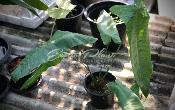 philodendron tenui