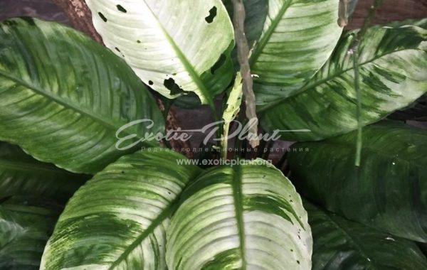 spathiphyllum Old Ghost 70-100