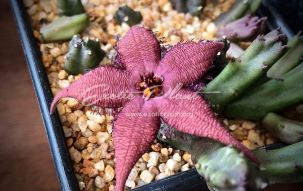 stapelia shinzii 25