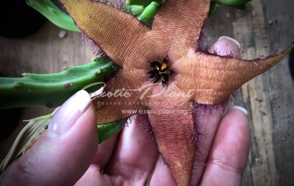 stapelia shinzii v. angolensis 25