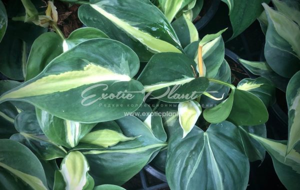 epipremnum Florida white variegated 30