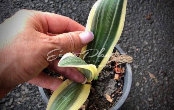 Hymenocallis littoralis variegated (short leaf) / гимменокаллис литоралис (коротколистная форма) 35