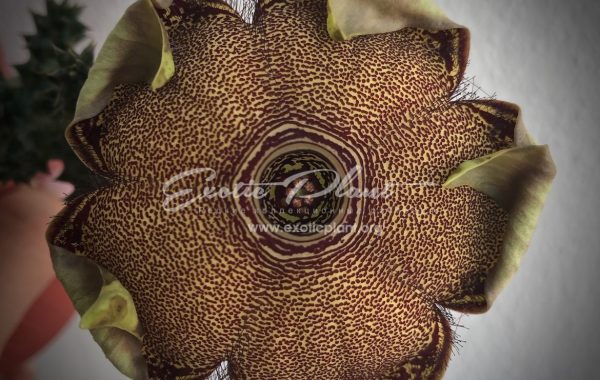 edithcolea grandis / эдитколея грандис 45