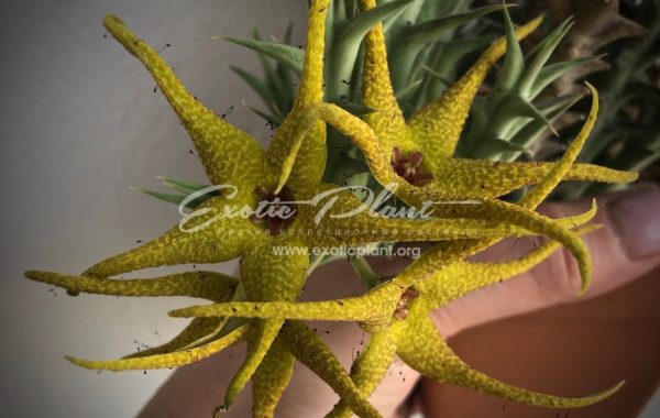 orbea caudata 25