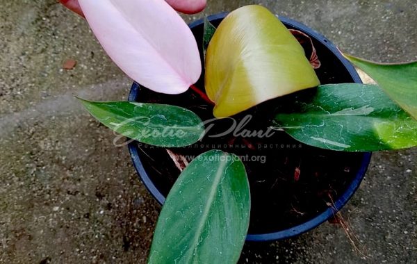 philodendron Pink Congo 75