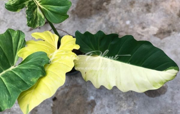 Philodendron pinnatifidum Golden variegated